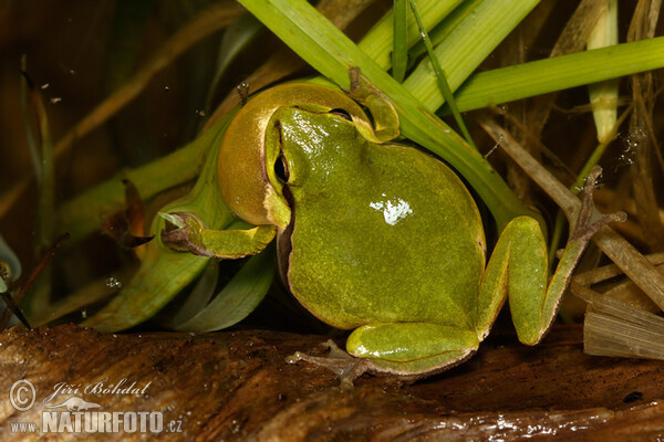 Common Tree Frog (Hyla arborea)