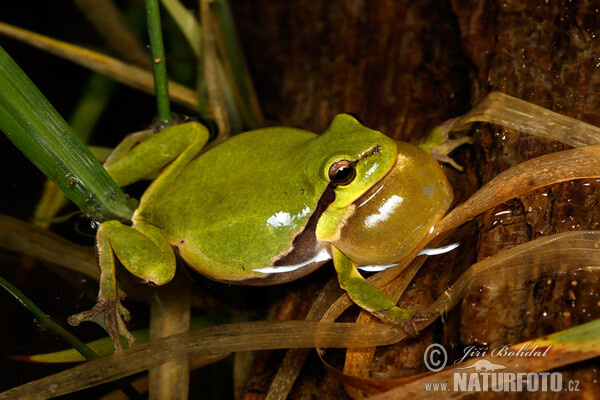 Common Tree Frog (Hyla arborea)