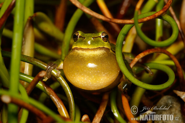 Common Tree Frog (Hyla arborea)