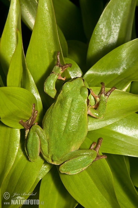 Tree Frog Photos Tree Frog Images Nature Wildlife Pictures Naturephoto