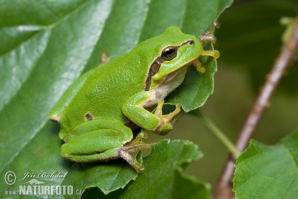 Common Tree Frog (Hyla arborea)