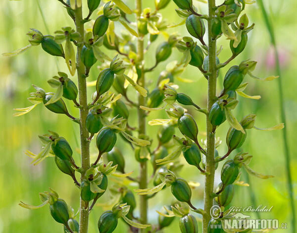 Common Twayblade (Listera ovata)