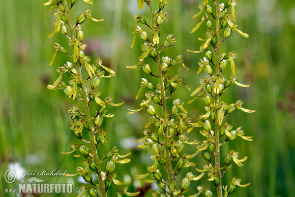 Common Twayblade (Listera ovata)