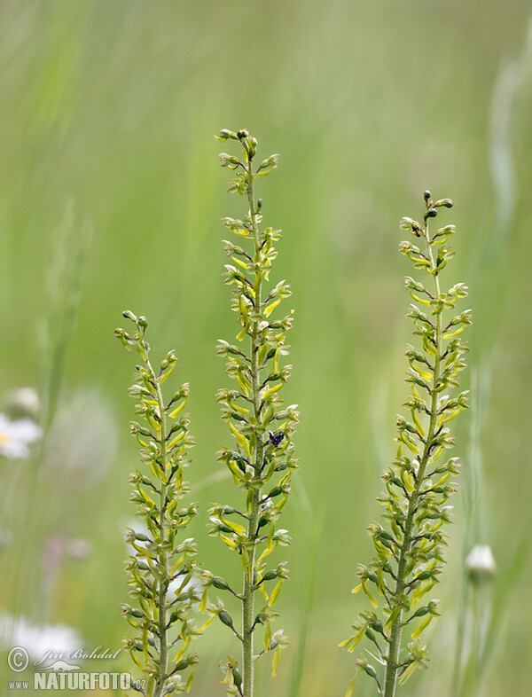 Common Twayblade (Listera ovata)