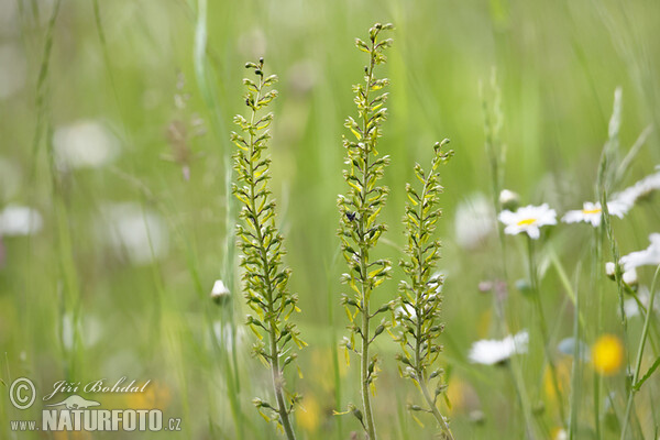 Common Twayblade (Listera ovata)