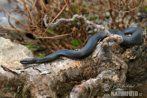 Common Viper (Vipera berus)