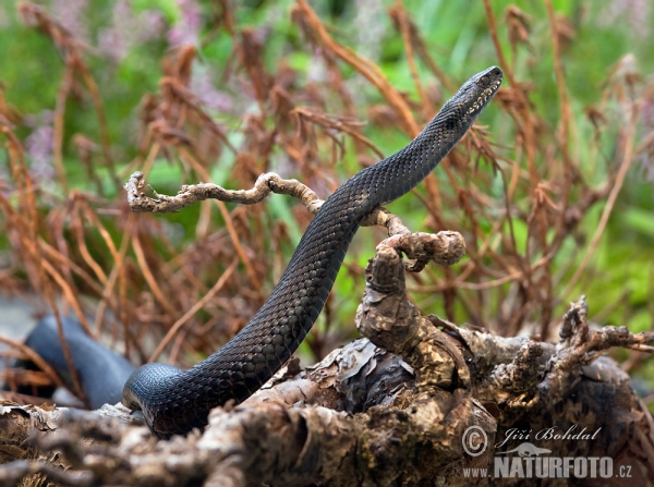 Common Viper (Vipera berus)