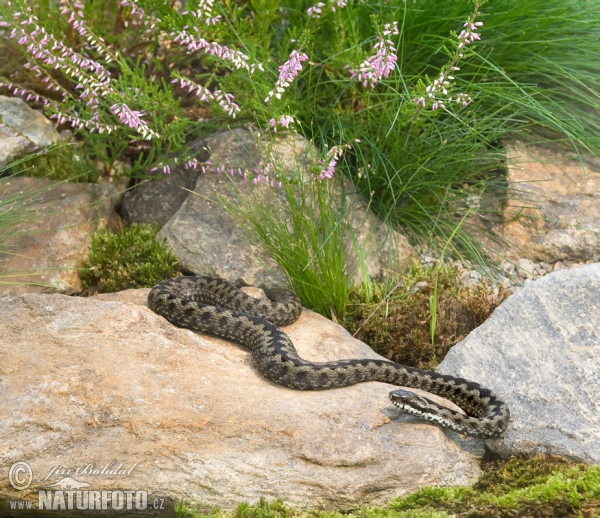 Common Viper (Vipera berus)