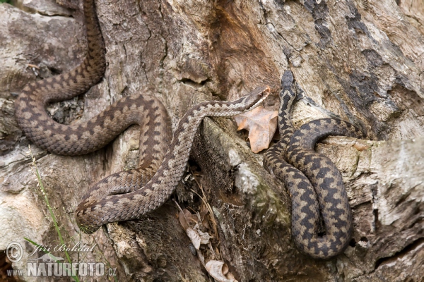 Common Viper (Vipera berus)