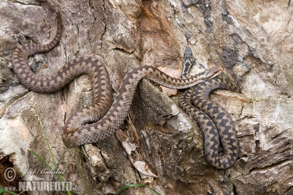 Common Viper (Vipera berus)