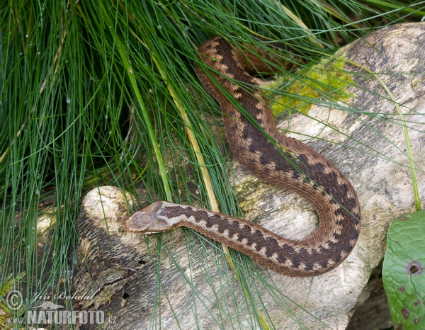 Common Viper (Vipera berus)