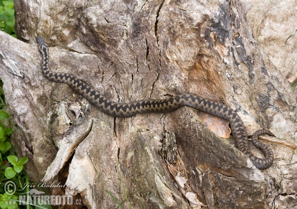 Common Viper (Vipera berus)