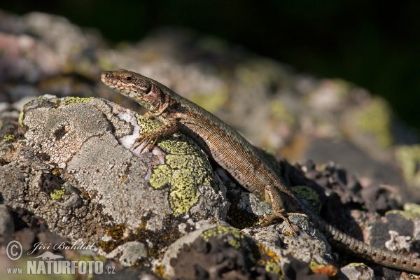 Common Wall Lizard (Lacerta muralis)