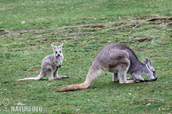 Common Wallaroo (Macropus robustus)