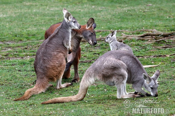 Common Wallaroo (Macropus robustus)