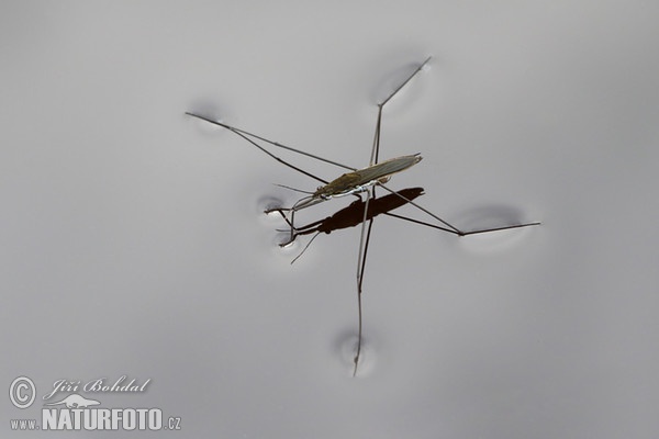 Common Water Strider (Gerris lacustris)