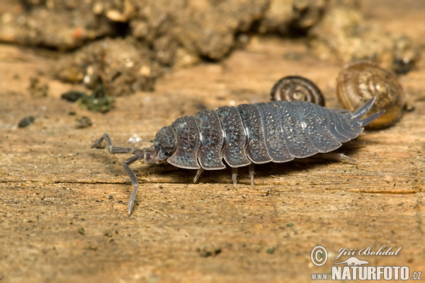 Common Woodlouse (Oniscus asellus)