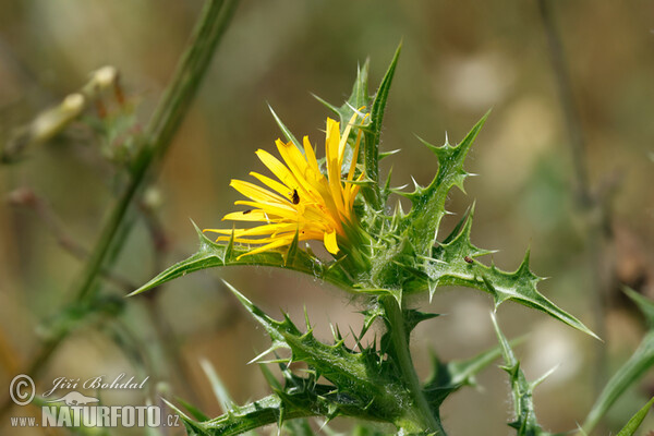 Comon Golden Thistle (Scolymus hispanicus)