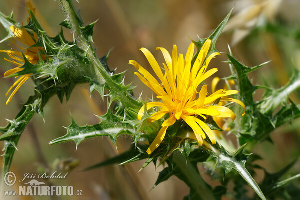 Comon Golden Thistle (Scolymus hispanicus)