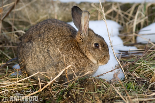 Conejo