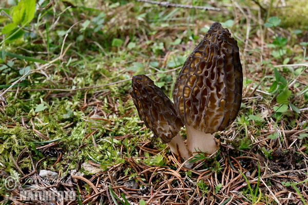 Conical Morel Mushroom (Morchella conica)