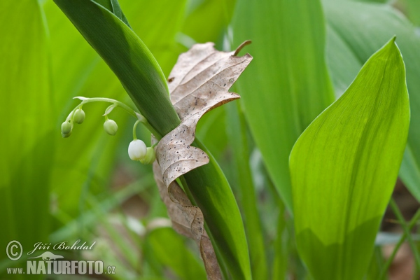 Convallaria majalis