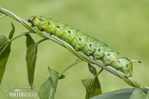 Convolvulus Hawk-moth (Agrius convolvuli)