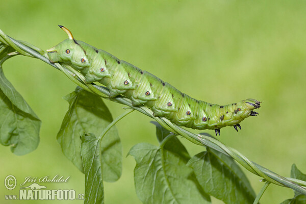 Convolvulus Hawk-moth (Agrius convolvuli)