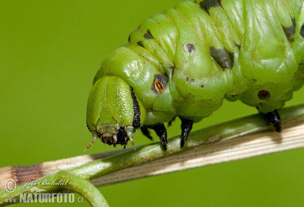 Convolvulus Hawk-moth (Agrius convolvuli)