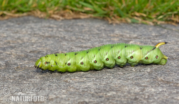 Convolvulus Hawk-moth (Agrius convolvuli)