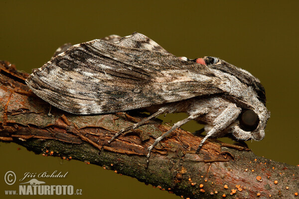 Convolvulus Hawk-moth (Agrius convolvuli)