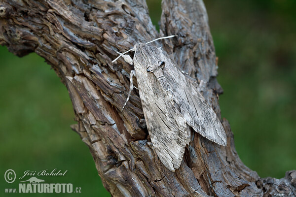 Convolvulus Hawk-moth (Agrius convolvuli)