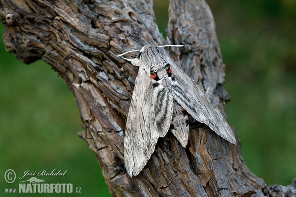 Convolvulus Hawk-moth (Agrius convolvuli)