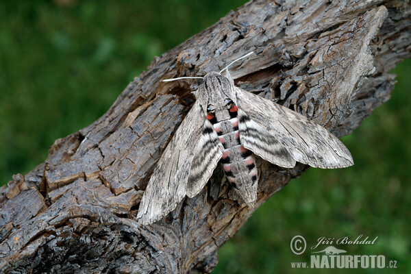 Convolvulus Hawk-moth (Agrius convolvuli)