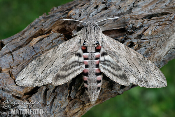 Convolvulus Hawk-moth (Agrius convolvuli)