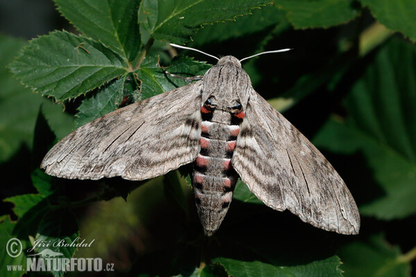 Convolvulus Hawk-moth (Agrius convolvuli)