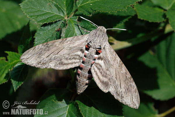 Convolvulus Hawk-moth (Agrius convolvuli)