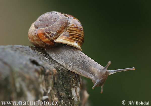 Arianta arbustorum Pictures, Copse Snail Images, Nature Wildlife Photos |  NaturePhoto