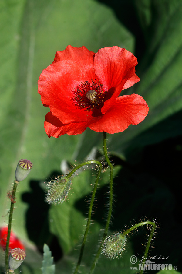 Coquelicot