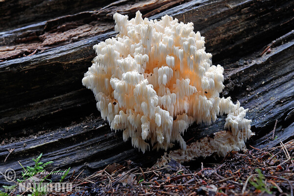 Coral Hericium Mushroom (Hericium flagellum)