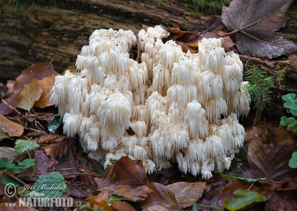 Coral Hericium Mushroom (Hericium flagellum)