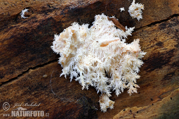 Coral Tooth Mushroom (Hericium clathroides)