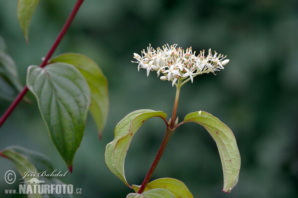 Cornus sanguinea