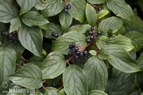 Cornus sanguinea