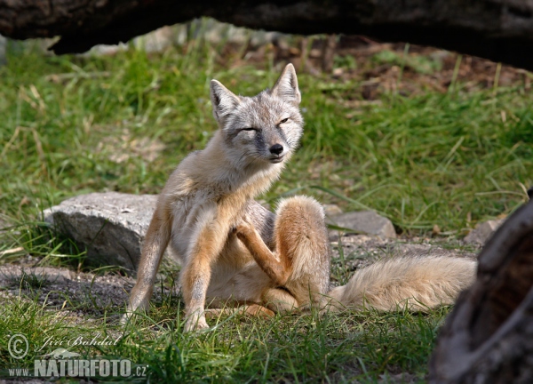 Corsac Fox (Vulpes corsac)