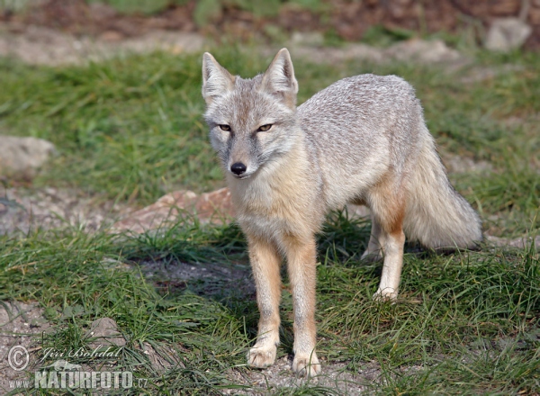 Corsac Fox (Vulpes corsac)