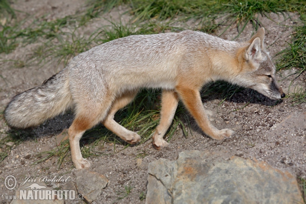 Corsac Fox (Vulpes corsac)