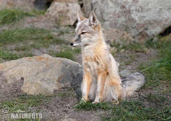 Corsac Fox (Vulpes corsac)