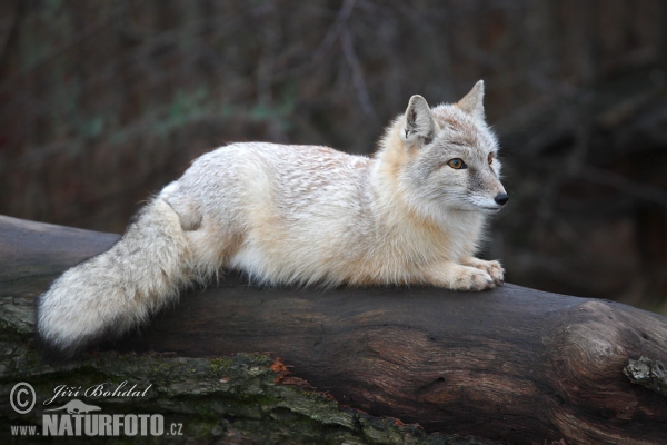 Corsac Fox (Vulpes corsac)