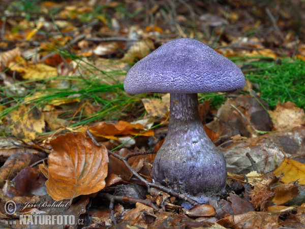 Cortinarius hercynicus